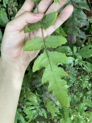 Stegnogramma griffithii