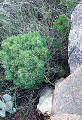 Asparagus mariae
