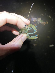 Cherax depressus
