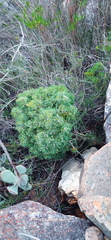 Asparagus mariae