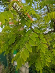 Robinia pseudoacacia
