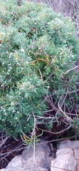 Asparagus mariae