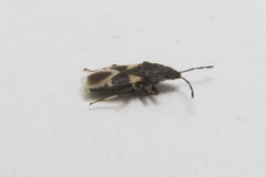 Oxycarenus luctuosus