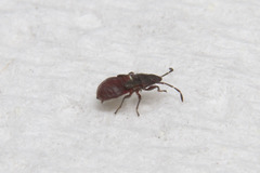 Oxycarenus luctuosus