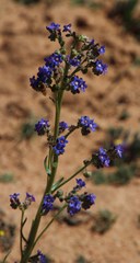 Anchusa capensis