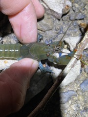 Cherax depressus