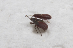 Oxycarenus luctuosus