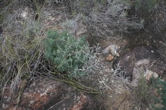 Asparagus mariae