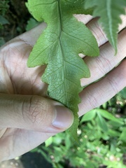 Stegnogramma griffithii