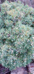 Asparagus mariae