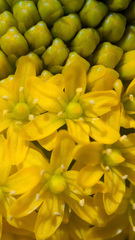 Bulbinella rossii