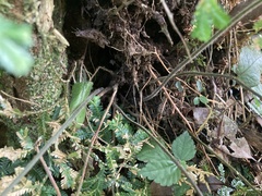 Stegnogramma griffithii