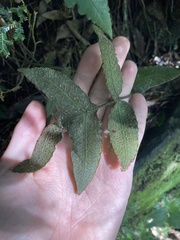 Stegnogramma griffithii