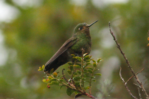 Metallura williami