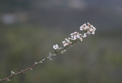 Eriocephalus capitellatus