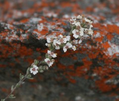 Eriocephalus capitellatus