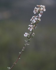 Eriocephalus capitellatus