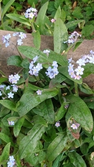 Myosotis