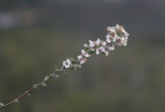 Eriocephalus capitellatus