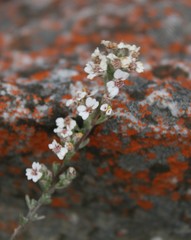 Eriocephalus capitellatus