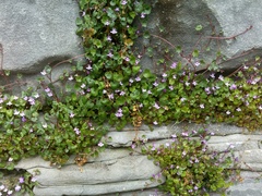 Cymbalaria muralis