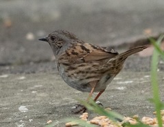 Prunella modularis occidentalis