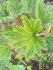 Pelargonium citronellum