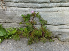 Geranium robertianum