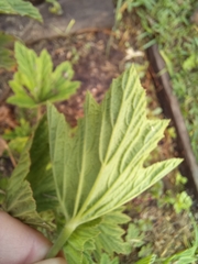 Pelargonium citronellum