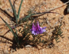 Vicia eriocarpa