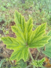 Pelargonium citronellum