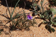Vicia eriocarpa