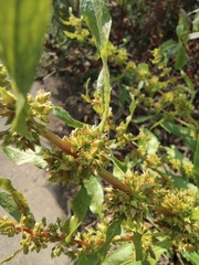 Rumex dentatus