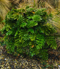 Anisotome latifolia