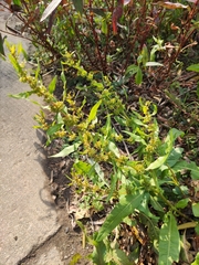 Rumex dentatus