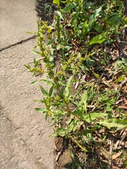 Rumex dentatus