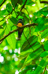 Trogon ramonianus