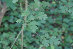 Crataegus microphylla