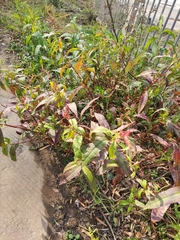 Persicaria lapathifolia