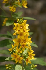 Lysimachia verticillaris