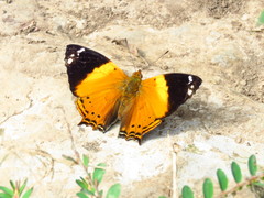 Hypanartia godmanii