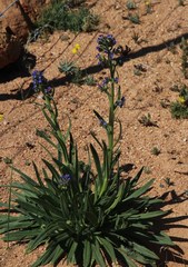 Anchusa capensis