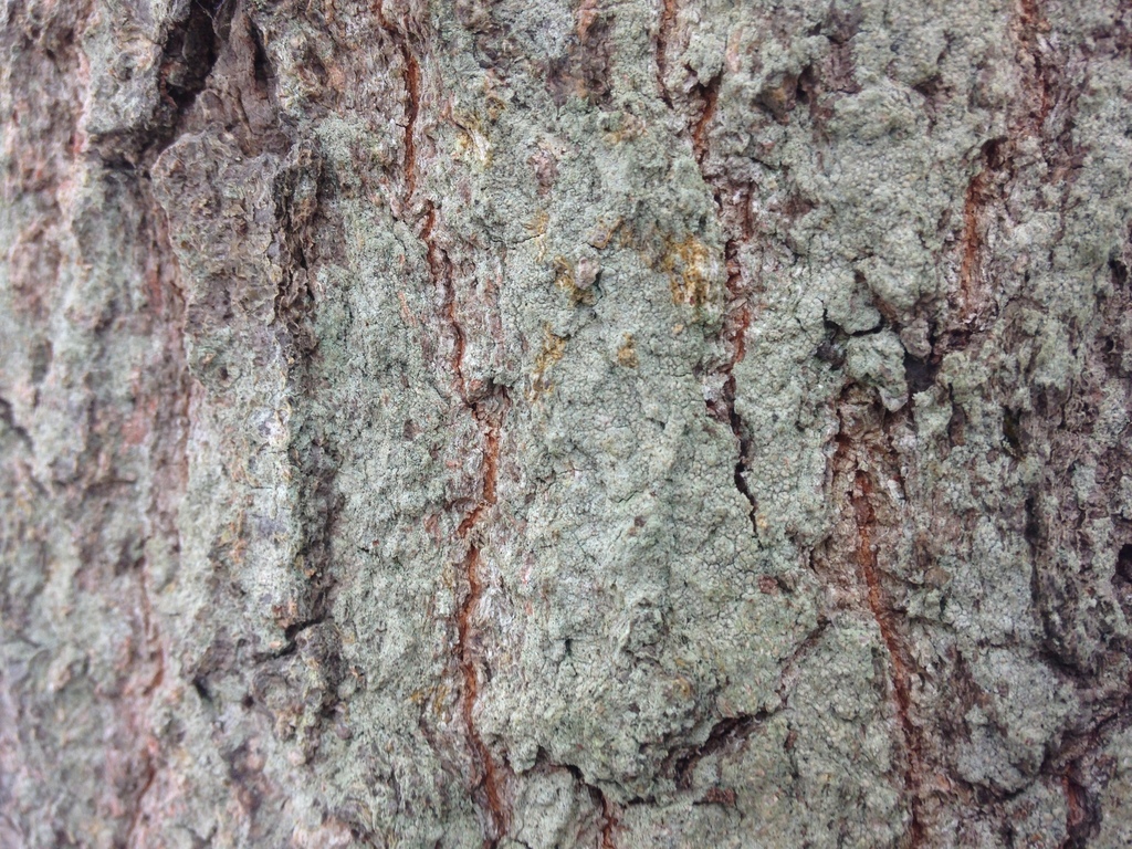 Scoliciosporum pensylvanicum