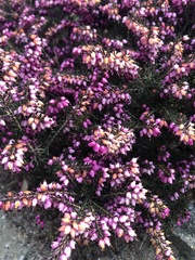 Erica carnea