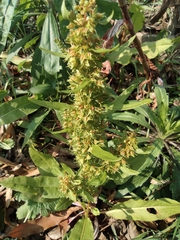Rumex trisetifer