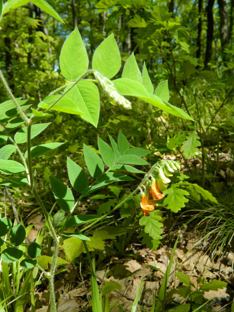 Vicia crocea