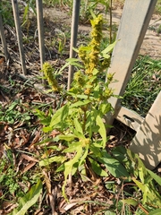 Rumex trisetifer