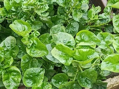 Alternanthera sissoo