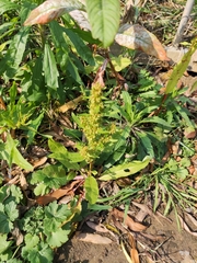 Rumex trisetifer