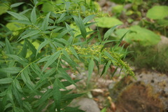 Datisca cannabina